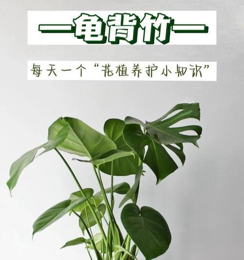 如何描述适合阴暗环境的植物？它们的特征是什么？