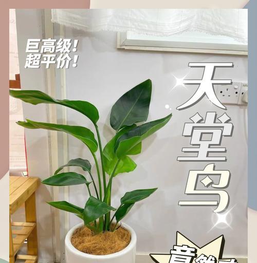如何描述适合阴暗环境的植物？它们的特征是什么？