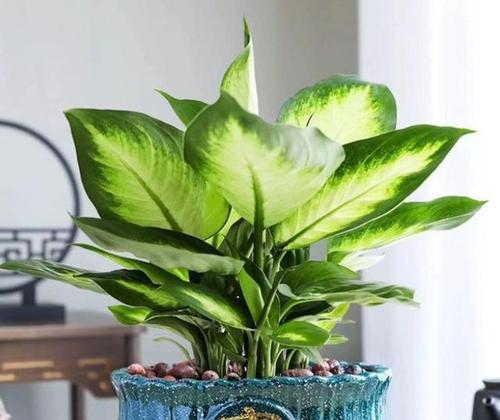 什么植物搭配？如何进行合理的植物搭配？