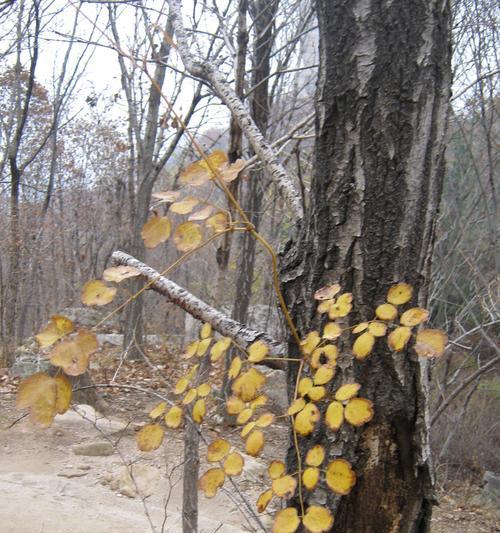 天池山常见的花卉有哪些？它们的生长条件是什么？