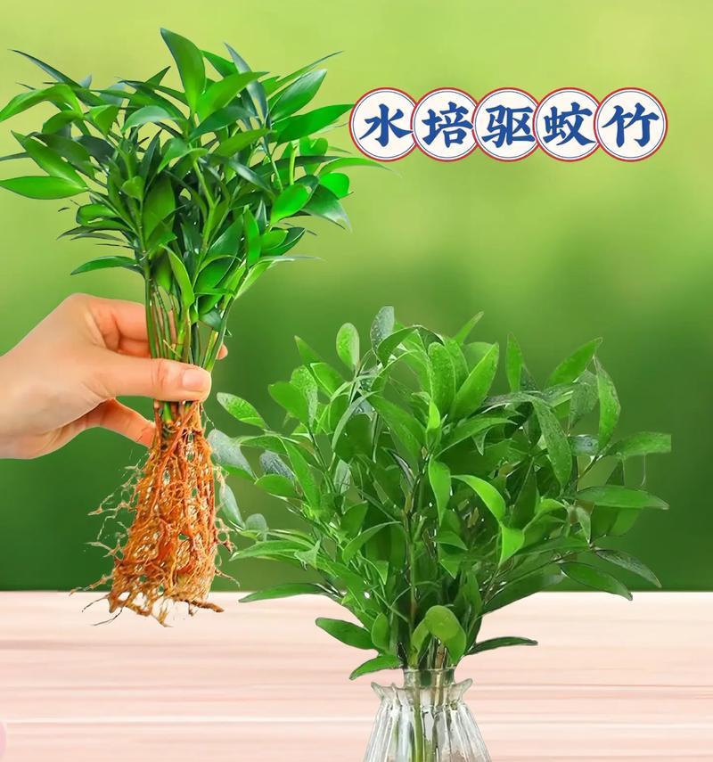 哪些花卉植物具有驱蚊的效果？