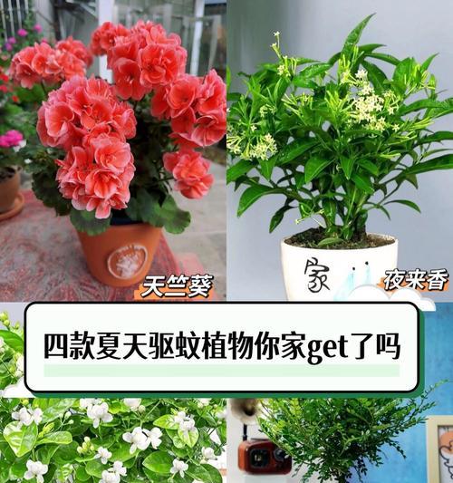 哪些花卉植物具有驱蚊的效果？