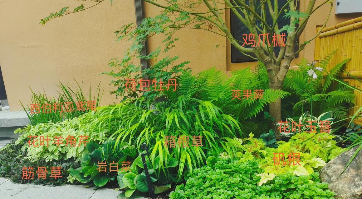 半避光的植物有哪些？哪些植物适合在半阴环境中生长？