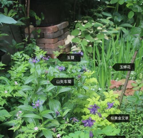 半避光的植物有哪些？哪些植物适合在半阴环境中生长？