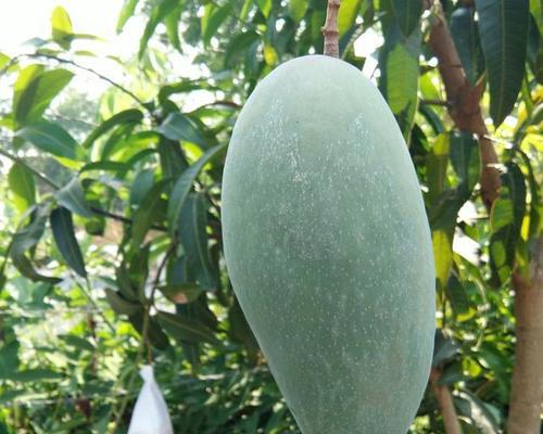 芒果家里盆栽怎么养护？这种盆栽需要特别的照顾吗？