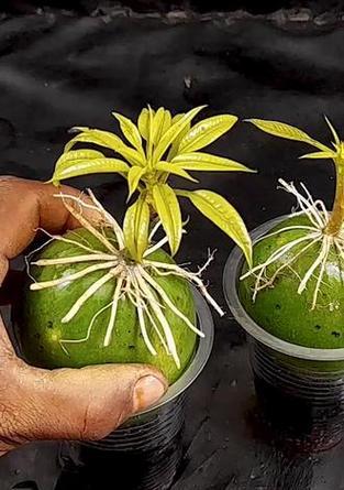 芒果家里盆栽怎么养护？这种盆栽需要特别的照顾吗？