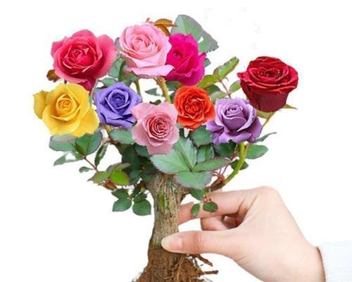 四季开花的玫瑰花卉盆栽有哪些？它们的养护要点是什么？