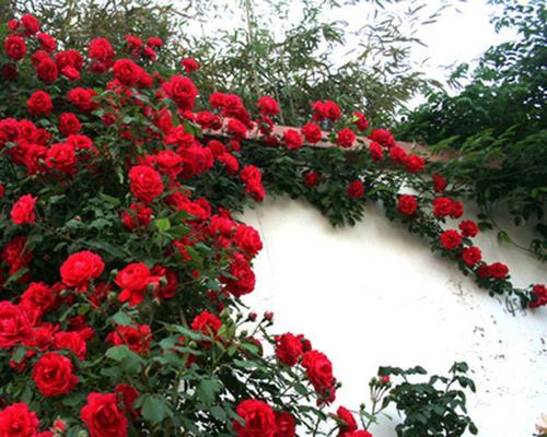 四季开花的玫瑰花卉盆栽有哪些？它们的养护要点是什么？