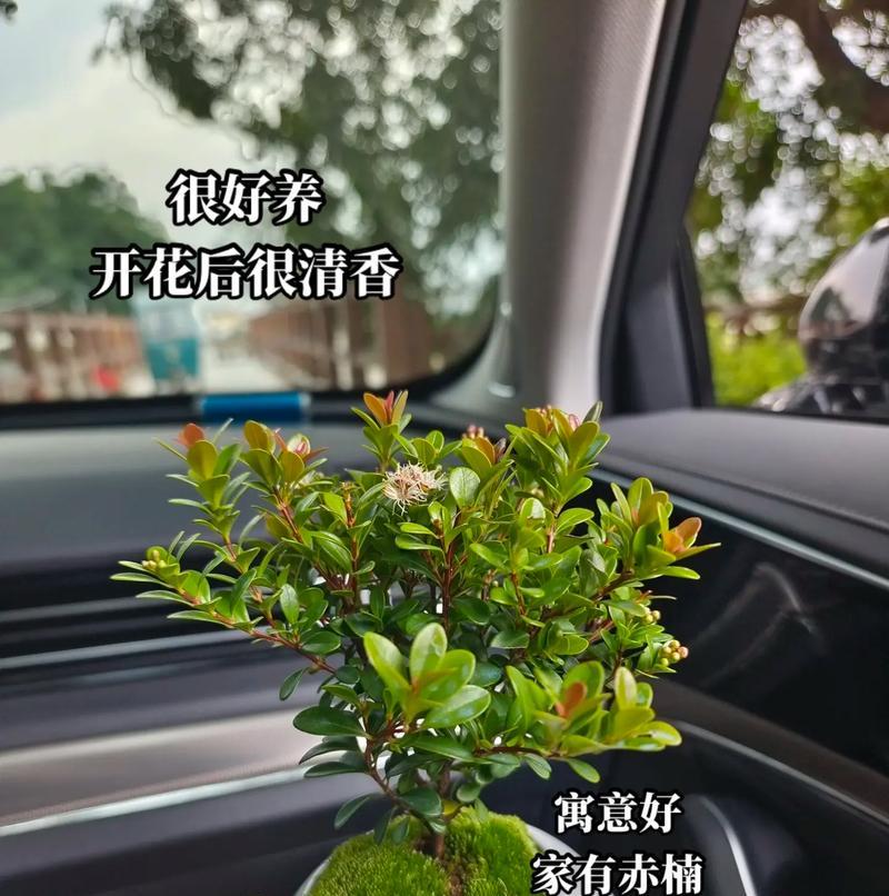 开花植物的耐存活性能有多久？如何延长开花植物的存活时间？