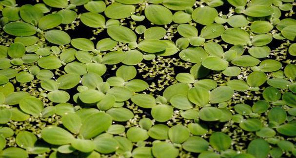 水壶植物属于哪一类？它们的特点是什么？