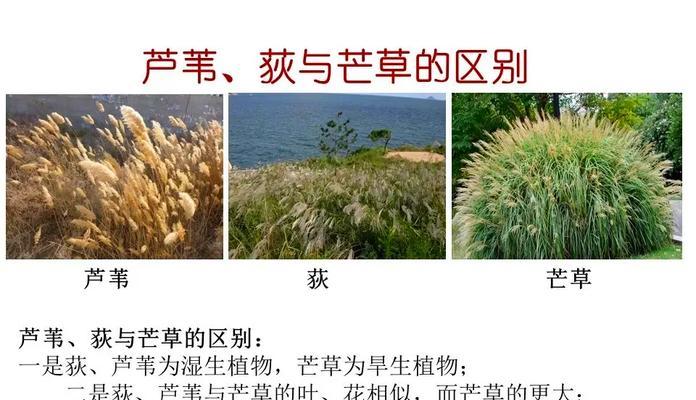 水壶植物属于哪一类？它们的特点是什么？