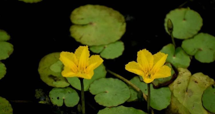 水壶植物属于哪一类？它们的特点是什么？