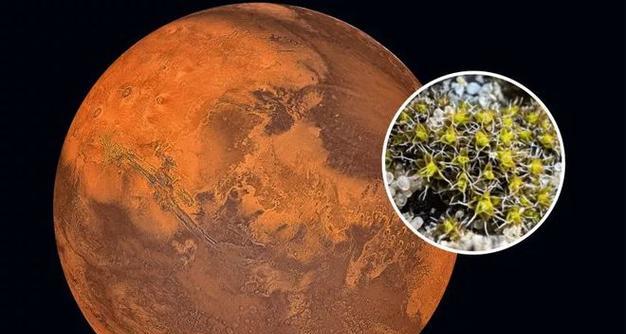 宇宙中的植物有哪些？它们的名称是什么？
