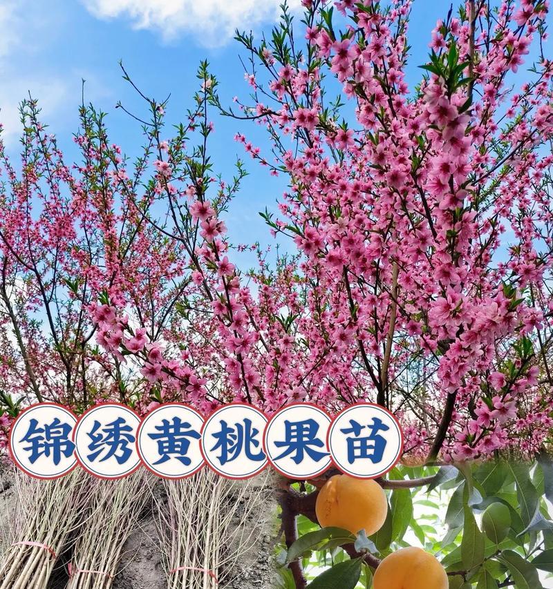 黄桃树苗果苗如何养护？养护过程中应注意什么？