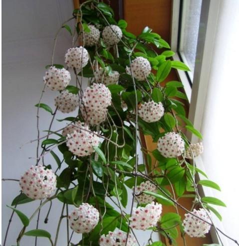 垂吊健康植物有哪些？如何选择适合悬挂种植的植物？