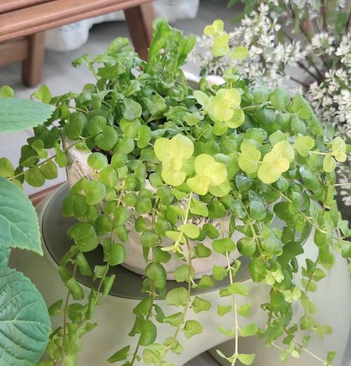 垂吊健康植物有哪些？如何选择适合悬挂种植的植物？