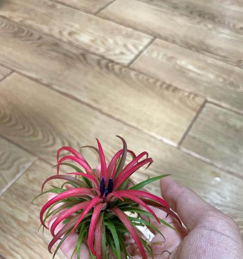 小花凤梨属植物有哪些特征？