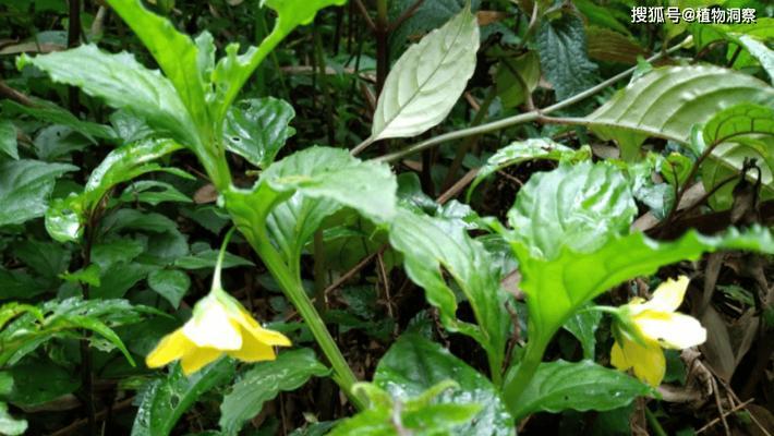 植物芳香中药有哪些？它们在治疗上有哪些作用？