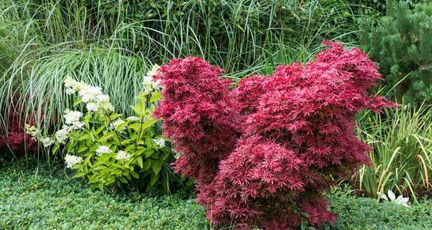 思南周围草坪有哪些植物？这些植物适合本地气候吗？