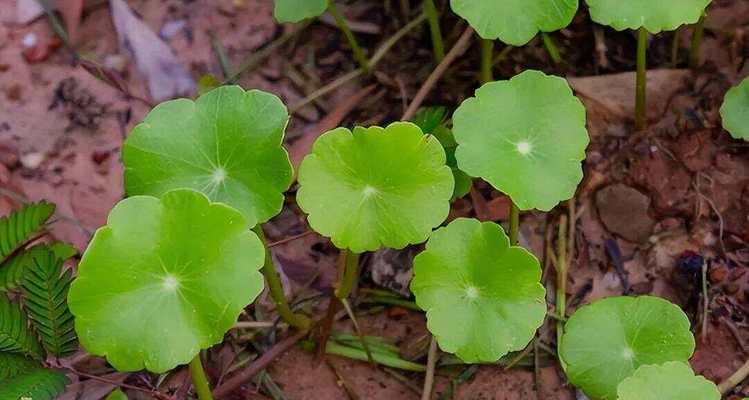 思南周围草坪有哪些植物？这些植物适合本地气候吗？