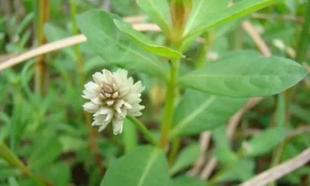 思南周围草坪有哪些植物？这些植物适合本地气候吗？