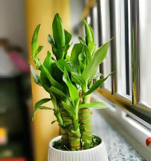东南摆什么植物好？风水上有哪些植物适合东南方位？