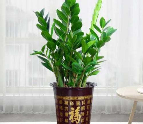 东南摆什么植物好？风水上有哪些植物适合东南方位？