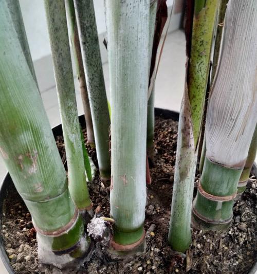 东南摆什么植物好？风水上有哪些植物适合东南方位？