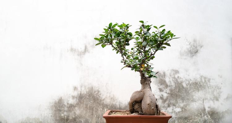 哪些盆栽植物容易过冬？冬季养护技巧是什么？