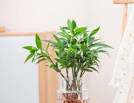 哪些盆栽植物容易过冬？冬季养护技巧是什么？