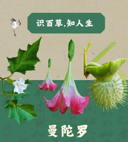 五大毒素植物有哪些？如何识别和避免？