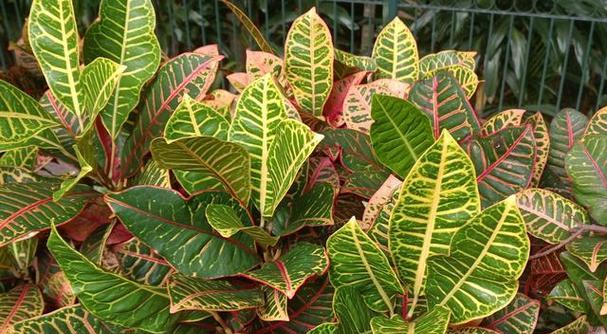 五大毒素植物有哪些？如何识别和避免？
