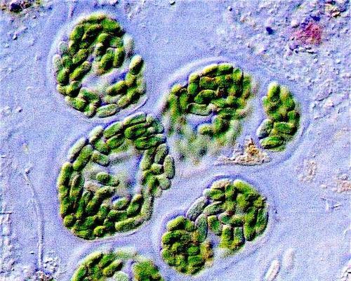 古代蓝藻植物的养护方法是什么？需要注意哪些事项？