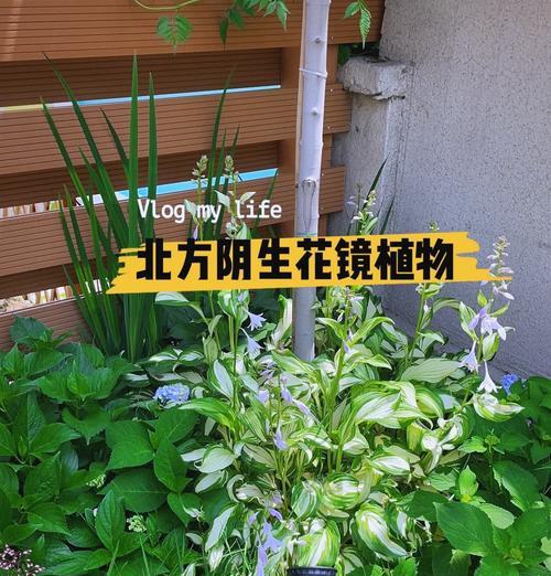 东北地区适合种植哪些花卉品种？如何进行养护管理？