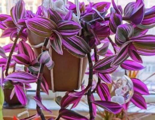 东北地区适合种植哪些花卉品种？如何进行养护管理？