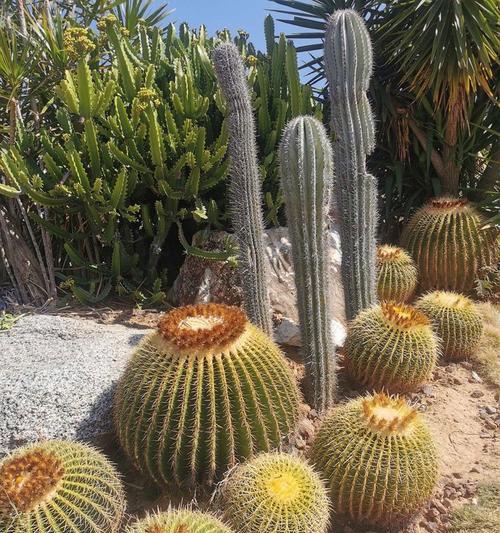 版纳风光盆景中常见的植物种类是什么？