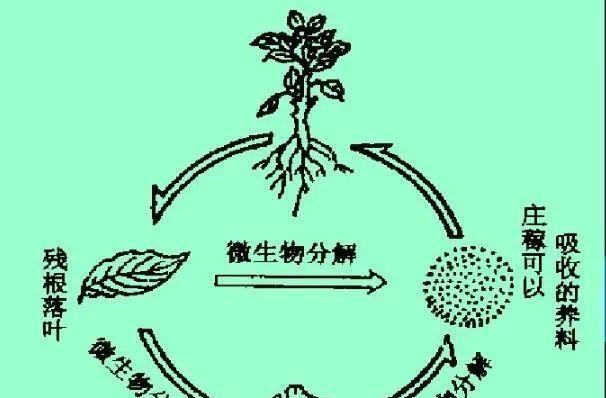 花卉园中使用的黑土是什么？这种土壤的特点和用途是什么？