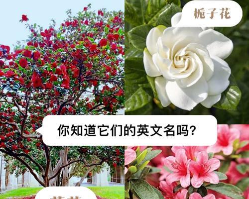 春天印象最深的植物是什么植物？它们的花语是什么？