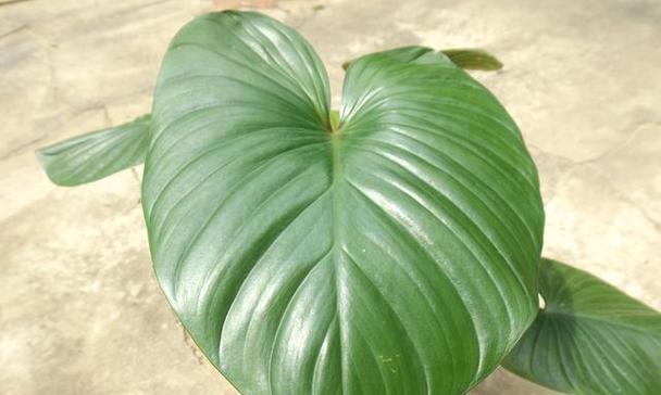 春天印象最深的植物是什么植物？它们的花语是什么？