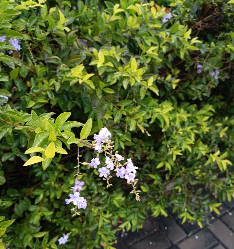 春天印象最深的植物是什么植物？它们的花语是什么？