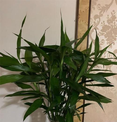 哪些花卉具有招财的寓意？如何摆放？