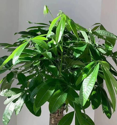 哪些花卉具有招财的寓意？如何摆放？