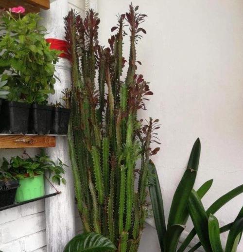 哪些花卉具有招财的寓意？如何摆放？