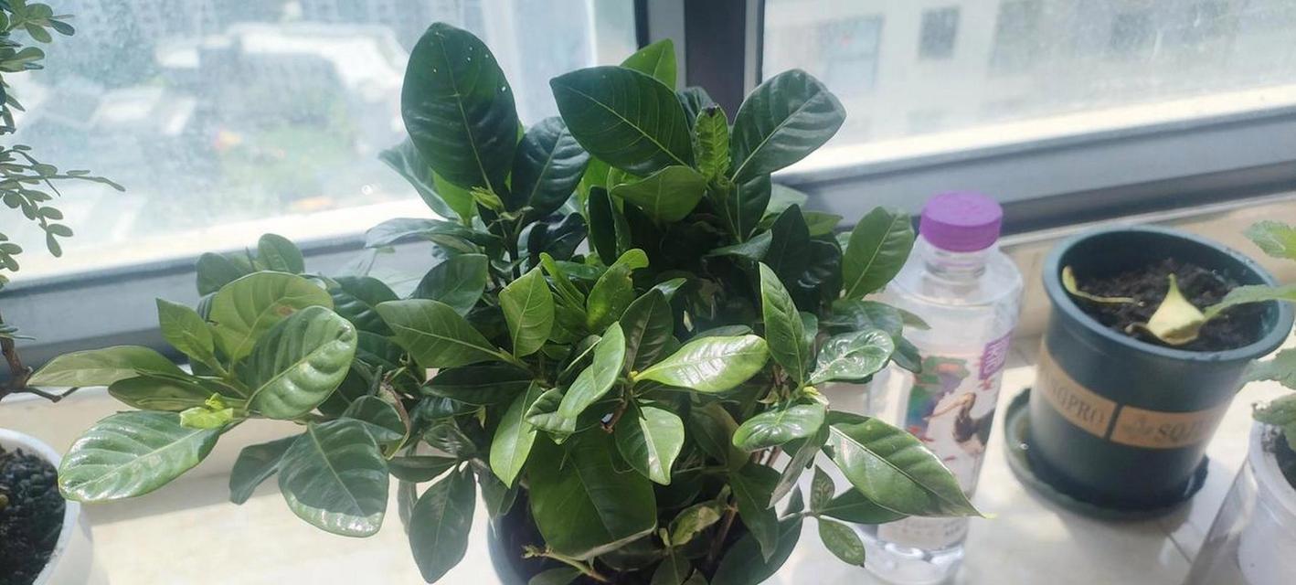 巴旦木盆栽怎么栽培？巴旦木盆栽的栽培方法是什么？