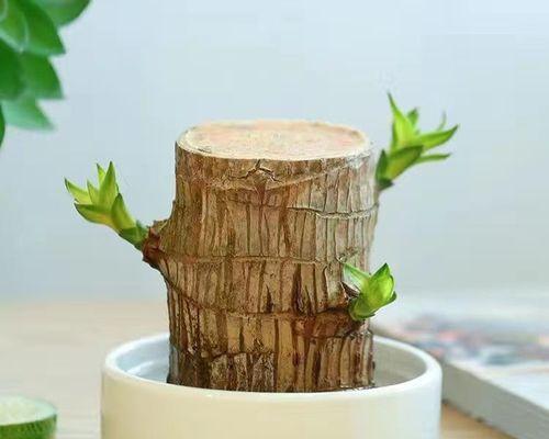 巴旦木盆栽怎么栽培？巴旦木盆栽的栽培方法是什么？