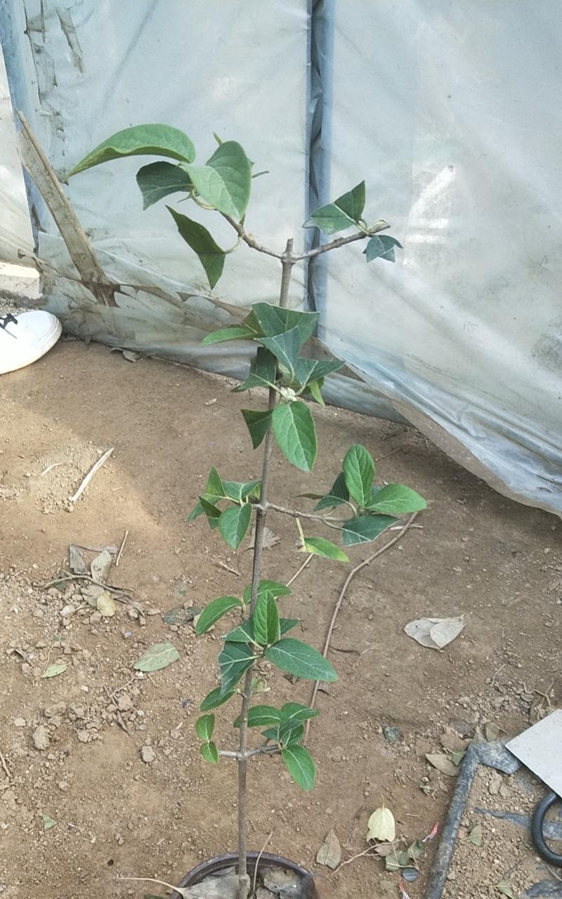 日本高压植物有哪些种类？它们的生存环境是怎样的？