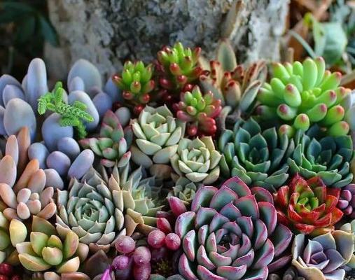 山西适合种的盆栽花卉有哪些？它们的适应性如何？