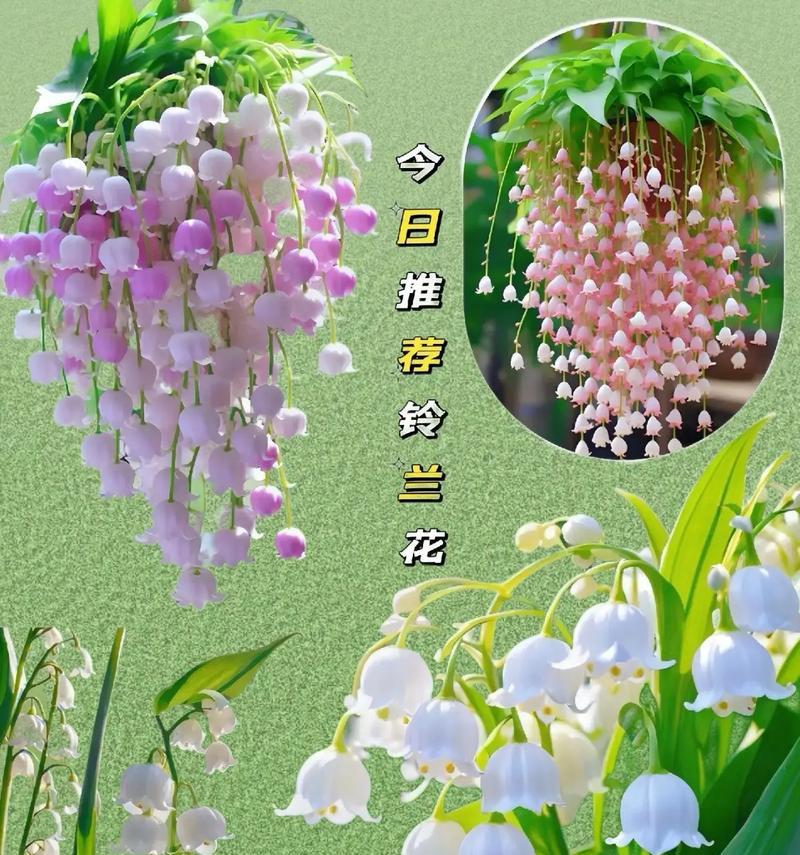 山西适合种的盆栽花卉有哪些？它们的适应性如何？