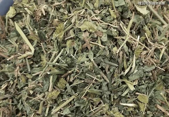 贵重的植物有哪些？它们为何价值不菲？
