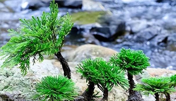 贵重的植物有哪些？它们为何价值不菲？